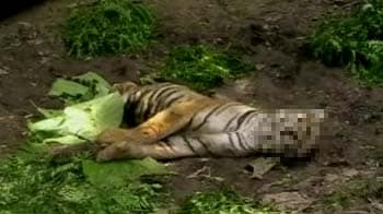 Poaching fears return to Corbett with another tiger death