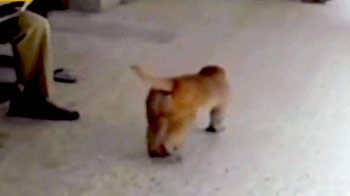 जम्मू के सरकारी अस्पताल में आराम से टहलते हैं बंदर