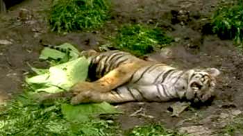 एक और बाघ को मारा गया