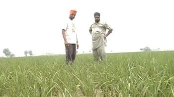 With 68 per cent below normal rainfall, Punjab on the verge of drought