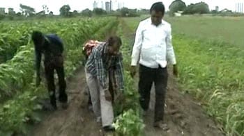 Video : Late rain damages cotton crop in Gujarat