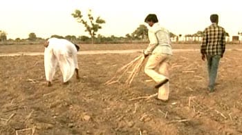 Video : Five districts in Rajasthan face crop failure