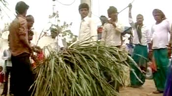 Drought impact: Costly fodder in Gujarat