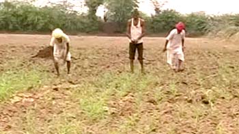 Video : Rain relief after crucial sowing period in Rajasthan