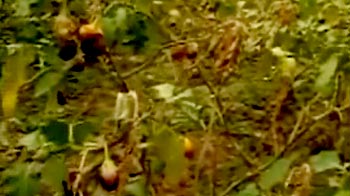 Will food inflation increase due to the drought?