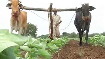 Maharashtra: Monsoon plays spoilsport, sweet lime cultivators lose crops