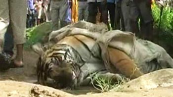 Four tiger deaths in three months in Uttar Pradesh