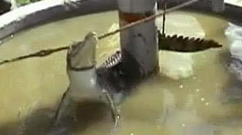 बिजनौर : गांव में घुसा मगरमच्छ