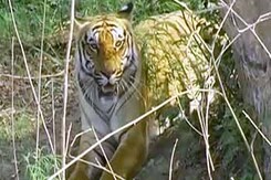 टाइगर रिजर्व्स में जारी रहेगी पर्यटन पर पाबंदी टाइगर रिजर्व्स में जारी रहेगी पर्यटन पर पाबंदी