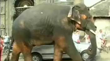 Video : Beatles legend's pressure ends elephant's torture