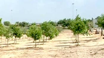 Green revolution in deserts of Israel