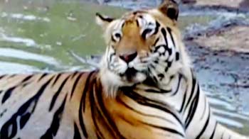 Tigers make a comeback in Corbett