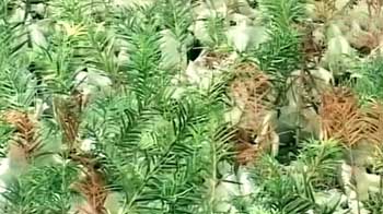 Preserving  Kashmir's rare medicinal plants