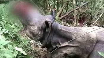 Video : Kaziranga rhino, mutilated by poachers, dies