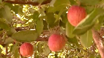 Video : The Himachali apple - changing trends
