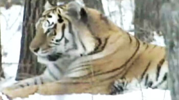 Saving the Amur tiger