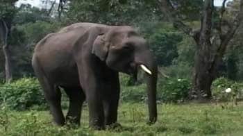 बेजुबान ब्रांड एंबेसडर, हाथी मेरे साथी