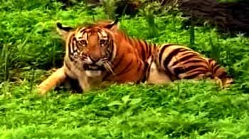 Why Andhra Pradesh needs to protect its tigers