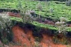 कुर्ग में कॉफी की खेती के लिए पेड़ों की बलि कुर्ग में कॉफी की खेती के लिए पेड़ों की बलि