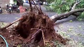 Cyclone Nilam: Surfer video shows trees being uprooted