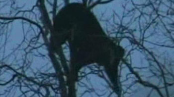 Mob tries to set helpless bear ablaze in Kashmir, crowd cheers