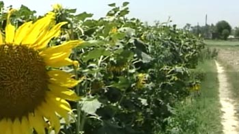 Investing in agricultural land? Follow these guidelines