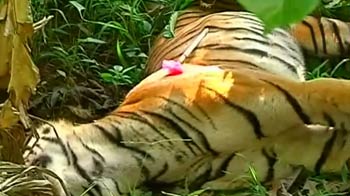 Wayanad's growing man-animal conflict