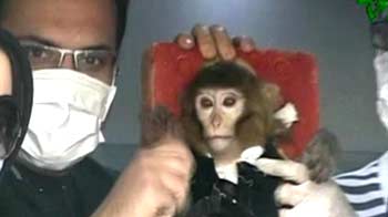 US concerned over Iran reportedly sending monkey into space