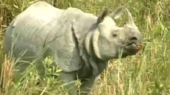 Assam asks Centre for CBI probe into rhino Assam asks Centre for CBI probe into rhino