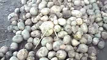 पंजाब : मुसीबत में आलू किसान