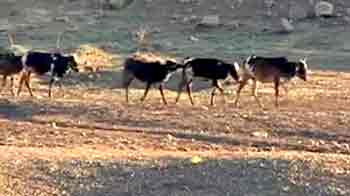 मराठवाड़ा में सूखे से बेहाल किसानों की कहानी