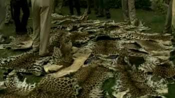 Video : 34 leopard deaths reported in Uttarakhand this year
