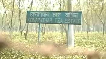 Video : A tea estate, bloodied by murder, waits for answers