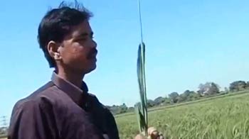 Videos : बिहार के किसान ने तोड़ा चीन का रिकॉर्ड