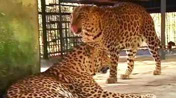 शहरों में क्यों घूम रहे हैं तेंदुए?