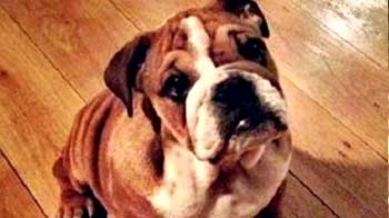 Hamilton's bulldog gets VIP paddock pass!