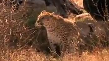 Video : Born Wild: Walking with leopards
