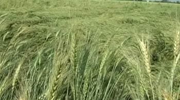 Video : Hail storm destroys crops worth Rs 800 crore in Madhya Pradesh