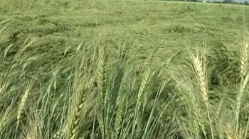 Hail storm destroys crops worth Rs 800 crore in Madhya Pradesh