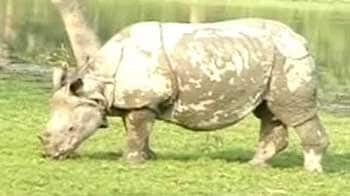 Video : Rhino population rises in Kaziranga: Census