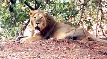 Drought hits animals at the Gir sanctuary
