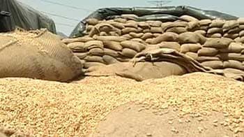 Video : Punjab's problem of plenty: Bumper wheat crop but no storage space