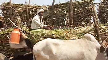 Maharashtra drought: water siphoned by NCP sugar barons?