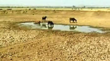 Video : Truth vs Hype: Maharashtra - Drought by design