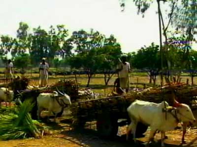 Video : Maharashtra farmers victims of sugar politics
