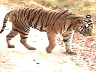 The story of the Indian tiger (Aired: October 2004)