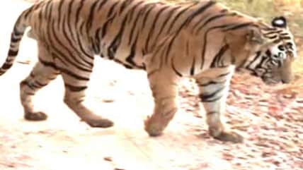 The story of the Indian tiger (Aired: October 2004)