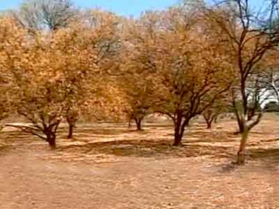 जालना में सूखे की मार : टैंकर का भरोसा