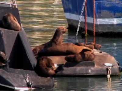 Born Wild: ballet dance of the seals