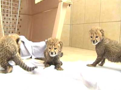 Born Wild: Walking with cheetahs